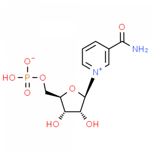 The NMN Molicule 