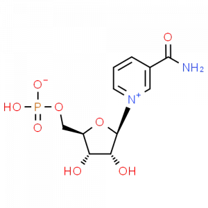 The NMN Molicule 