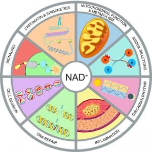 NMN Pre Curcor to NAD Hallmarks of NAD Homeostasis