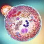 A Cell experiencing Autophagy
