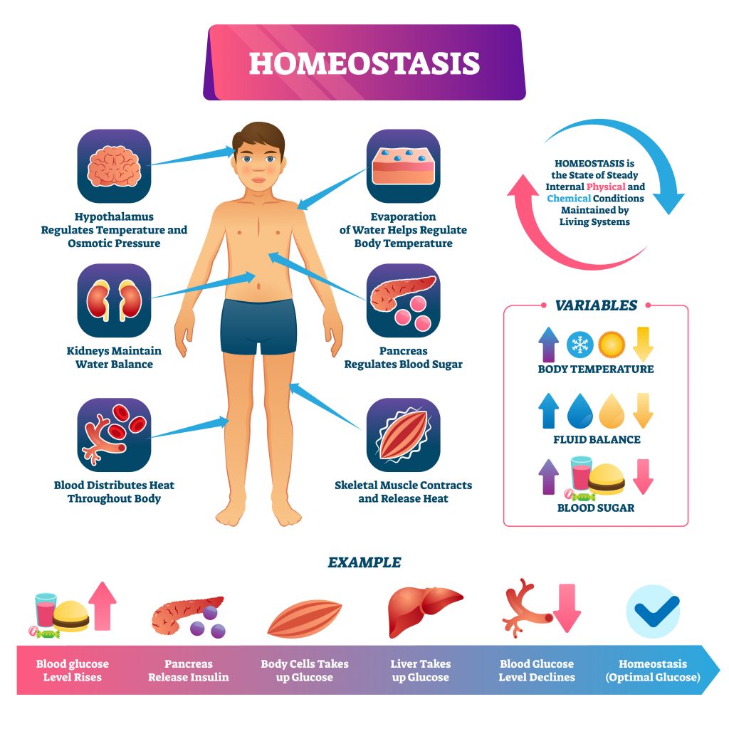 Homeostasis for longevity